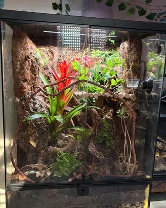 Allestico terrari