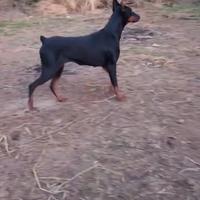 Dobermann