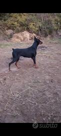 Dobermann