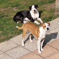 Cuccioli amstaff incrocio staffordshire bul terier