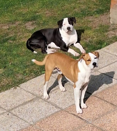 Cuccioli amstaff incrocio staffordshire bul terier