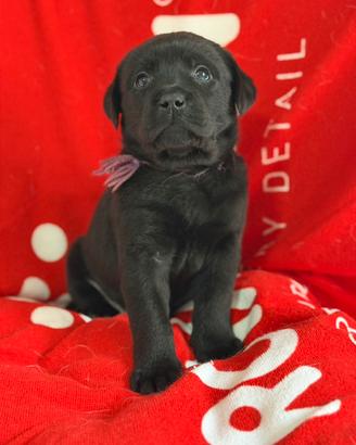 Cuccioli di labrador Retriever