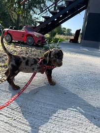 Bassotto kaninchen toy e nano M e F