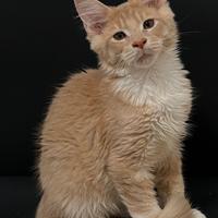 Maine Coon cuccioli disponibili