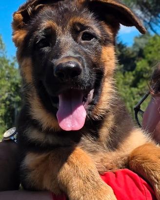 Cuccioli pastore tedesco ALTISSIMA GENEALOGIA