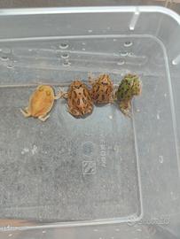 ceratrophrys cranwelli 