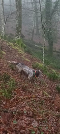 Setter