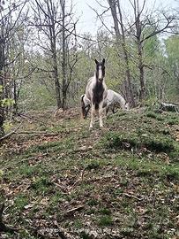 Puledro