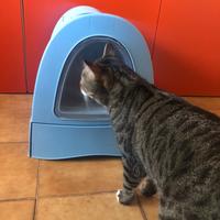 Gatto tigrato