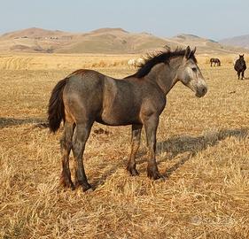 Puledri percheron