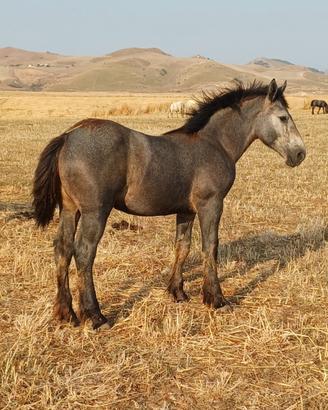 Puledri percheron
