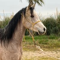 Purosangue Arabo in affidamento