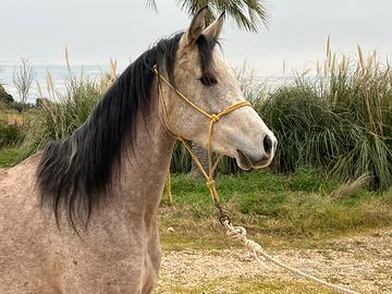 Purosangue Arabo in affidamento