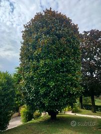 Magnolia grandi flora