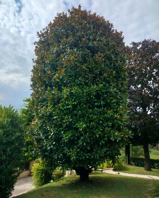 Magnolia grandi flora