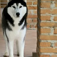 Husky con pedigree per monta