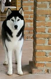 Husky con pedigree per monta