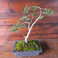 Bonsai di ginepro
