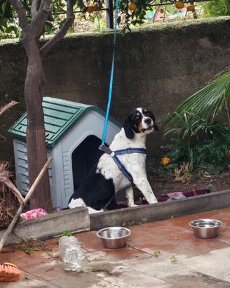 Cane in adozione