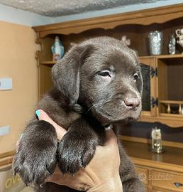 Cuccioli Labrador