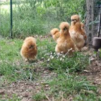 Giovani galli moroseta fulvo