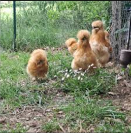 Giovani galli moroseta fulvo