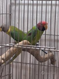 Uccelli