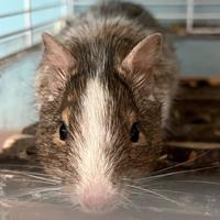 Degu del Cile cuccioli