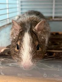 Degu del Cile cuccioli