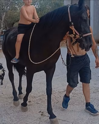 Cavalla frisone di 3 anni documenti apa