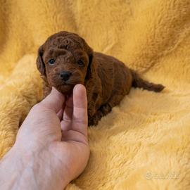 Barboncini mini toy asiatici red intenso