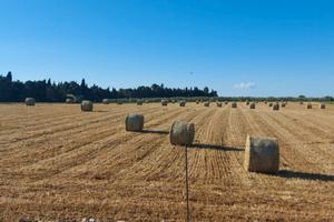 Vendita terreni e rustico