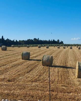 Vendita terreni e rustico