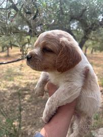 Breton cuccioli