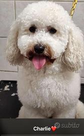 Barboncino Nano disponibile per riproduzione