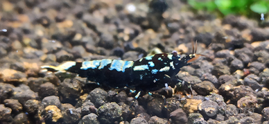 Caridine Galaxy fishbone black cantonensis