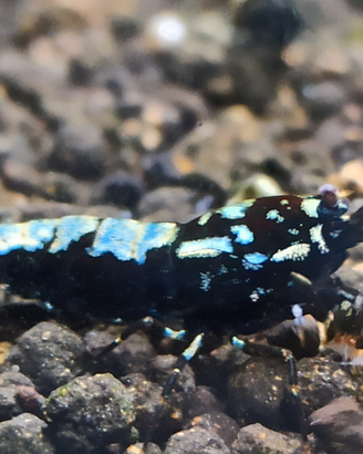 Caridine Galaxy fishbone black cantonensis