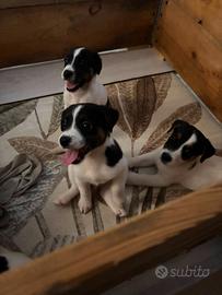 Cuccioli di Jack Russel