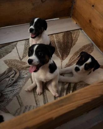 Cuccioli di Jack Russel