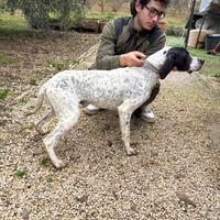 Bracco poienter da tartufo