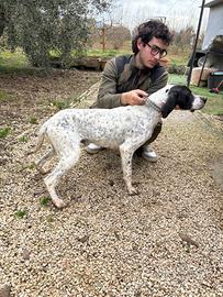 Bracco poienter da tartufo