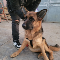 Cucciola Pastore Tedesco