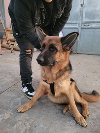 Cucciola Pastore Tedesco