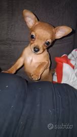 Cucciolo chihuahua/pincher
