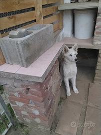 Cucciola di pastore svizzero