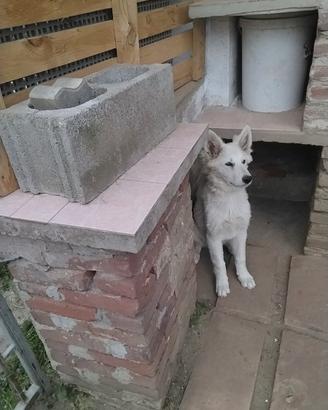 Cucciola di pastore svizzero