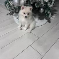 Volpini di Pomerania