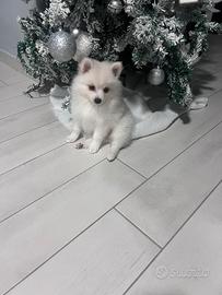 Volpini di Pomerania