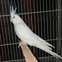Maschio.albino
