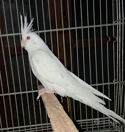 Maschio.albino